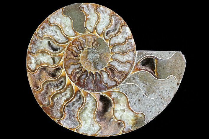Polished Ammonite Fossil (Half) - Agatized #72941